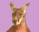 Kangaroo!
